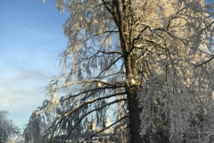 Ledeno drevo